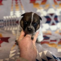 Rubble - Red speckled male Australian Cattle Dog puppy in Cottage Grove, Oregon from Heirloom Ranch