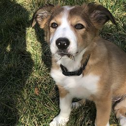 Border Collie Puppies from Burke BC’s