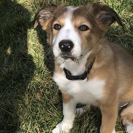 Border Collie Puppies from Burke BC’s