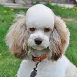 Miniature Poodle adult dog