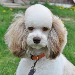 Miniature Poodle adult dog