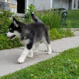 Alaskan Malamute Puppies from Kaylatee Alaskan Malamutes