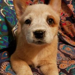 Australian Cattle Dog Puppies from Blue Coyote Ranch