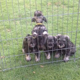 Miniature Schnauzer Puppies from Aristos