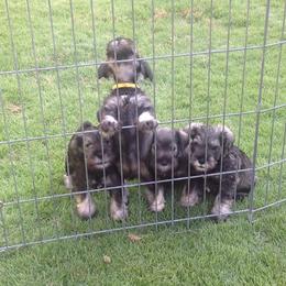 Miniature Schnauzer Puppies from Aristos