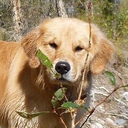 Bear - Golden Retriever