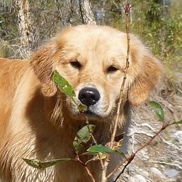Bear - Golden Retriever