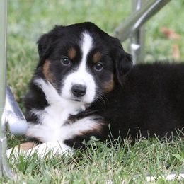 Harvest Wind Mini Americans breeder of Miniature American Shepherd
