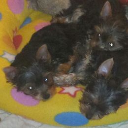 Yorkshire Terrier Puppies from Lisa Bridgewater