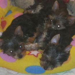 Yorkshire Terrier Puppies from Lisa Bridgewater