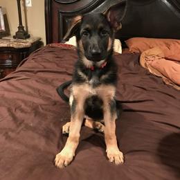 German Shepherd Puppies from Sevilla German Shepherds