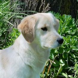 Calli - Golden Retriever