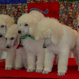 Poodle Puppies from DancingCloud Kennels