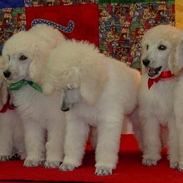 Poodle Puppies from DancingCloud Kennels