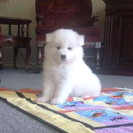 Samoyed Puppies from White Cloud Samoyeds