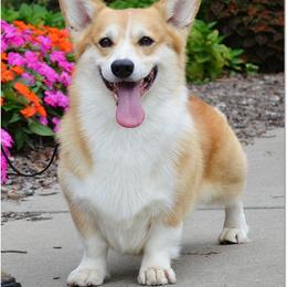 Sirma - Pembroke Welsh Corgi