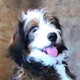 Bernedoodle adult dog