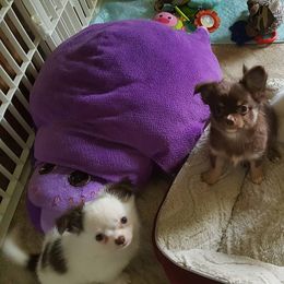 Chihuahua Puppies from BG's Chihuahua