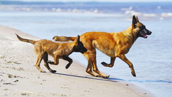 Find Belgian Malinois puppies for sale near Shawnee, KS