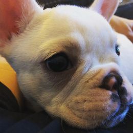 French Bulldog Puppies from Epic French Bulldogs