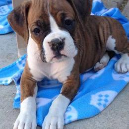 Boxer Puppies from Sinful Boxers