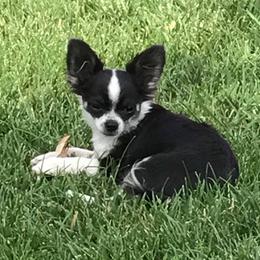 Chihuahua Puppies from Miller's Chihuahua