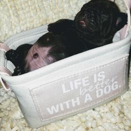 French Bulldog Puppies from Who's Your Bulldog? Kennel