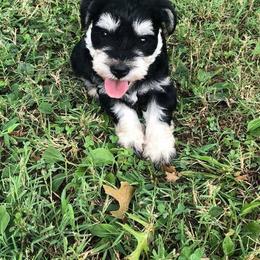 Miniature Schnauzer Puppies from Moore's Miniature Schnauzers