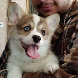 Pembroke Welsh Corgi Puppies from Corgis with Character