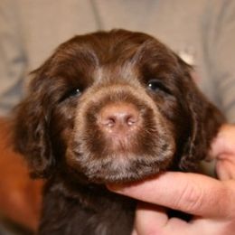 Portuguese Water Dog Puppies from Saltydawg PWDs
