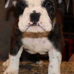 French Bulldog Puppies from Ballpark Bulldogs