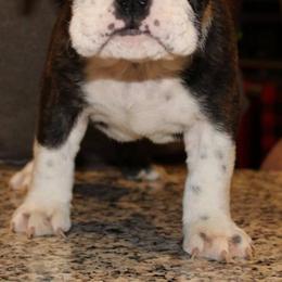 French Bulldog Puppies from Ballpark Bulldogs