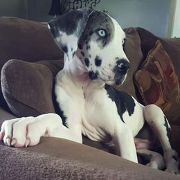 Great Dane Puppies from Dynamic Danes