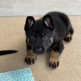 German Shepherd Puppies from Tatum Kennels
