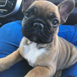 Legendary French Bulldogs & Pomeranians (Soleil) breeder of French Bulldog