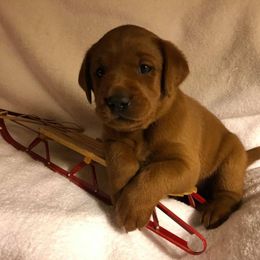 Labrador Retriever Puppies from Terracotta Treasures Labradors
