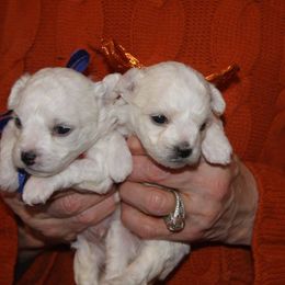 Bichon Frise Puppies from Cher Ami Bichons