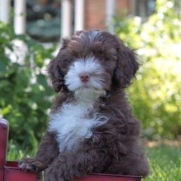 Australian Labradoodle adult dog
