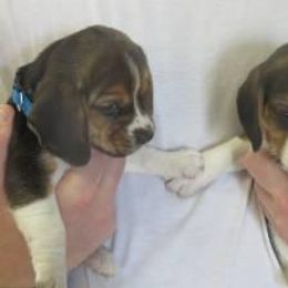 Beagle and Soft Coated Wheaten Terrier Puppies from Blueprint Beagles