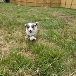 Miniature Australian Shepherd Puppies from Wilkers Wholehearted Mini Aussies