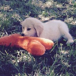 Golden Retriever Puppies from Golden Rose Kennel