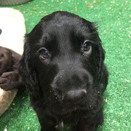 English Cocker Spaniel and Labrador Retriever Puppies from Blue Clay Kennels, LLC.