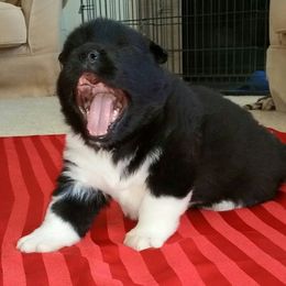Akita Puppies from Dō-ha Akitas