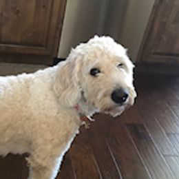 Penny - Goldendoodle