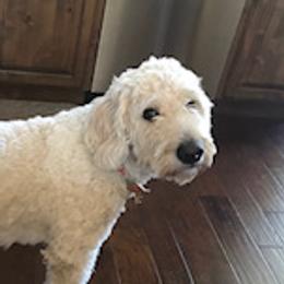 Penny - Goldendoodle