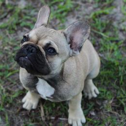 French Bulldog Puppies from Crooked Pine French Bulldogs