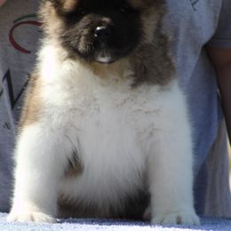 Puppies from Quantum Akitas