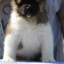  Puppies from Quantum Akitas