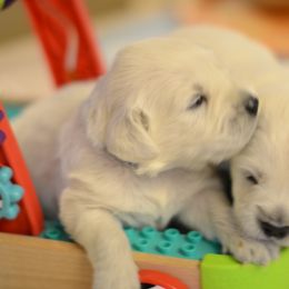 Golden Retriever Puppies from Benjamin Irving Goldens