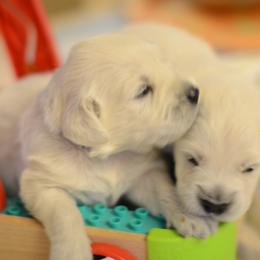 Golden Retriever Puppies from Benjamin Irving Goldens